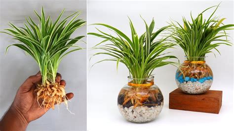 Growing Spider Plants In Water Is Super Easy Indoor Gardening Ideas