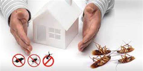 Home Chemical Treatment Cockroaches Pest Control Services Rs 899sq Ft