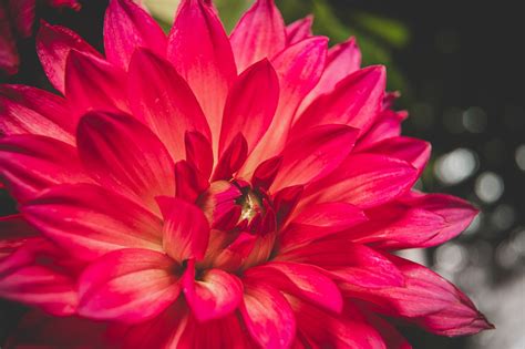 Dahlia Bloem Plantaardige Rode Gratis Foto Op Pixabay Pixabay