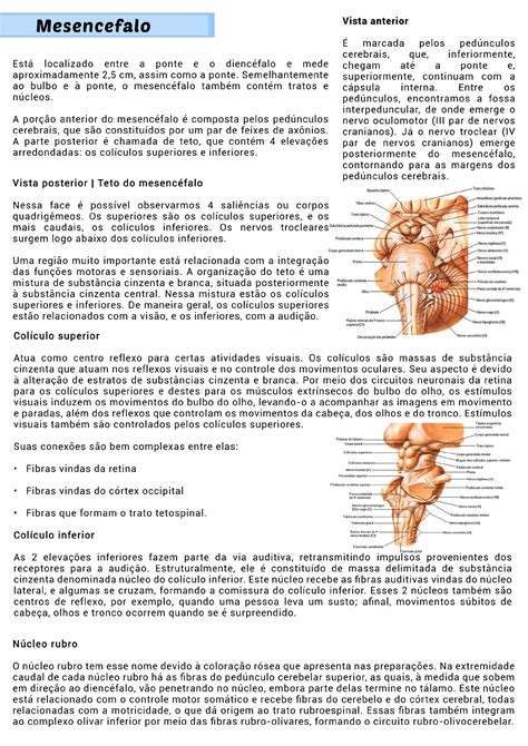 Resumo Neuro Anatomia Neuroanatomia E Neurofisiologia