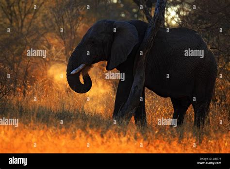 Big African Elephant With Evening Sun Back Light Animal In The