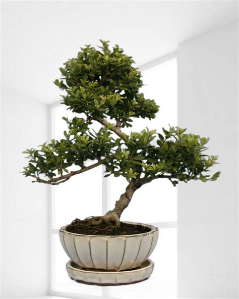 An Ilex Crenata Bonsai At Mybonsai Me Bonsai Plants Herbs