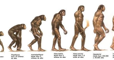 Hominizaci N Aprenda Historia De La Humanidad