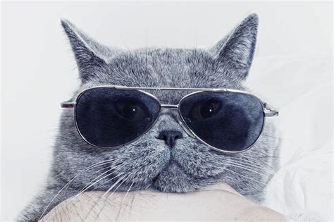 Cat With Sunglasses Wallpapers Top Free Cat With Sunglasses Backgrounds Wallpaperaccess