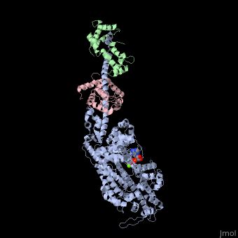 Myosin Proteopedia Life In D