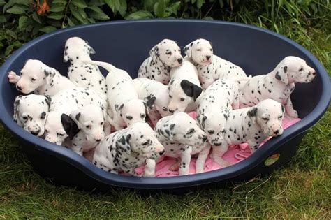 Dalmatian Puppies Adorable And Playful