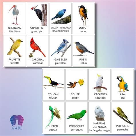 Cartes De Nomenclature Oiseaux