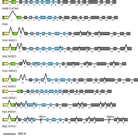 Intron Exon Structure Of Class III HD Zip Coding Regions Introns