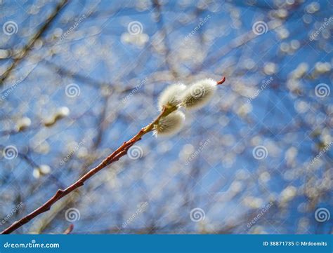 Pussy Willow Catkins Stockbild Bild Von Fr H Makro