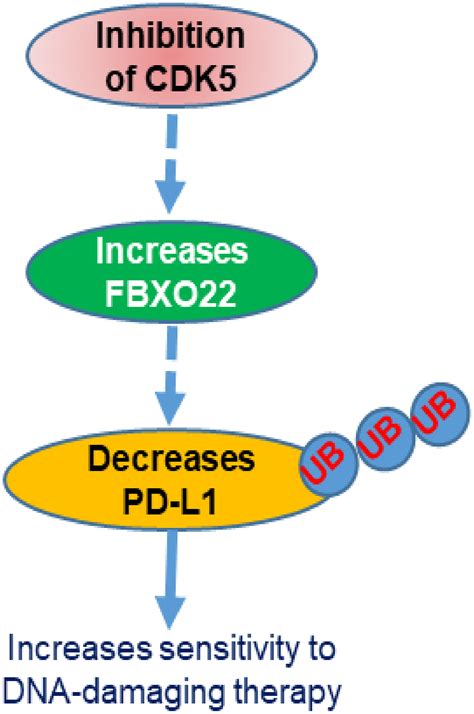 The Ubiquitin E Ligase Fbxo Degrades Pd L And Sensitizes Cancer