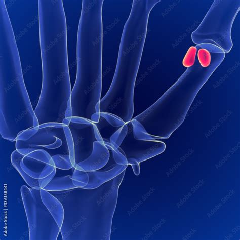 Human skeleton anatomy Sesamoid Bones 3D Rendering For Medical Concept ...