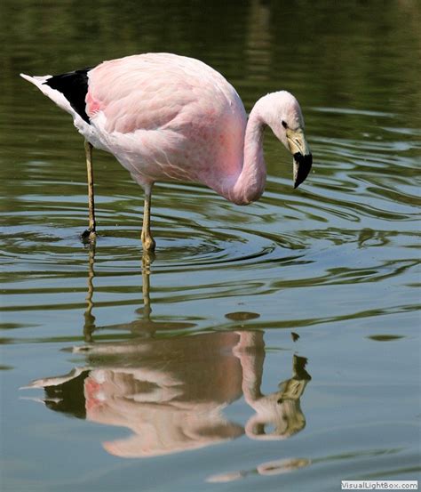 Identify Andean Flamingo - Wildfowl Photography.