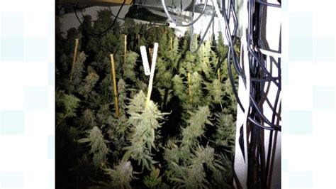 Police Seize More Than £700000 Worth Of Cannabis In A Month Itv News Calendar