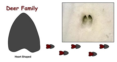 The Basics Of Tracking Animals Wildfound