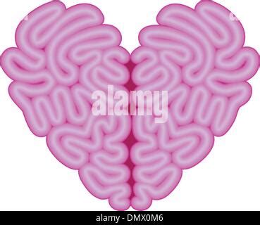 Brain And Heart Vector Illustration Stock Vector Image Art Alamy