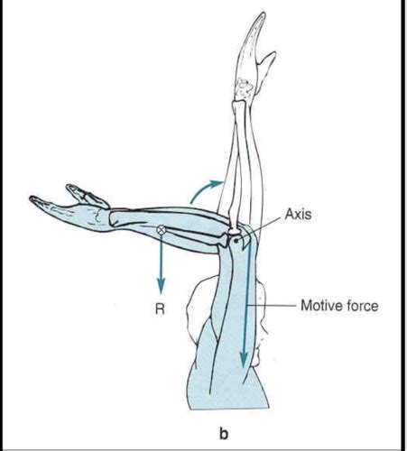 Basic Biomechanics Flashcards Quizlet