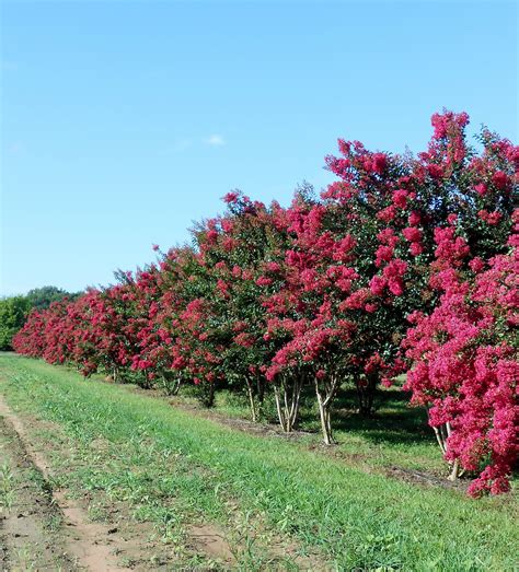 White Crepe Myrtle Tree Varieties