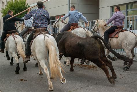 Fotos Gratis Caballo Toro Yegua Camargue Feria Jinetes Rodeo