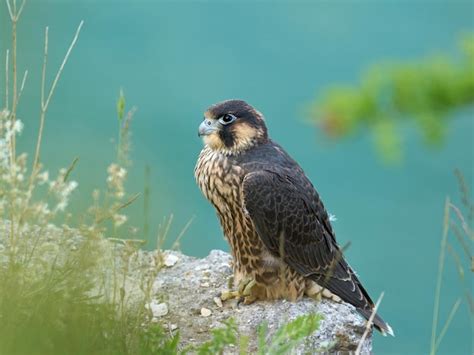 Premium Photo | Peregrine falcon falco peregrinus