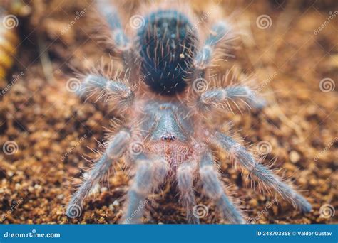 Grammostola Pulchripes Tarantula Larva Stock Photo Image Of Animals