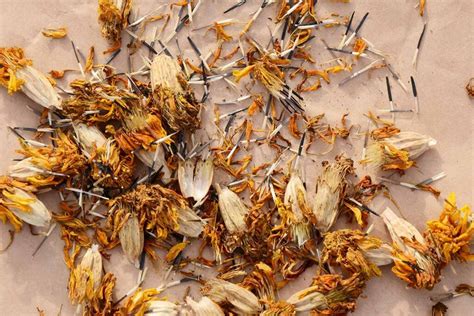 7 Steps To Harvesting And Saving Marigold Seeds Gardeners Path