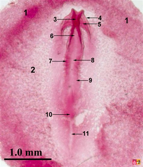 24 Hr Chick Embryo Diagram Quizlet