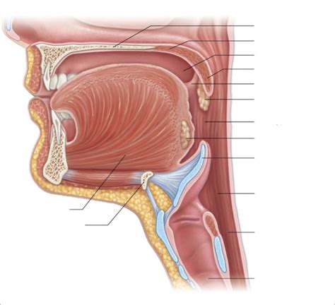 Oral Diaphragm Diagram Diagram Quizlet