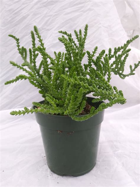 Crassula Muscosa Watch Chain Succulent Indoor Live Succulent Etsy Uk