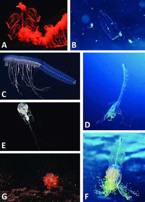 Fotografías de sifonóforos vivos. A) Fisonecto, Marrus orthocanna ...