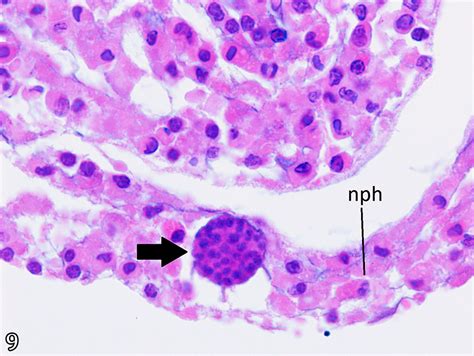 Scielo Brasil Histopathology And Microscopic Morphology Of