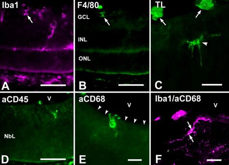 Labeling Of Macrophage Microglial Cells In Developing Mouse Retinas By