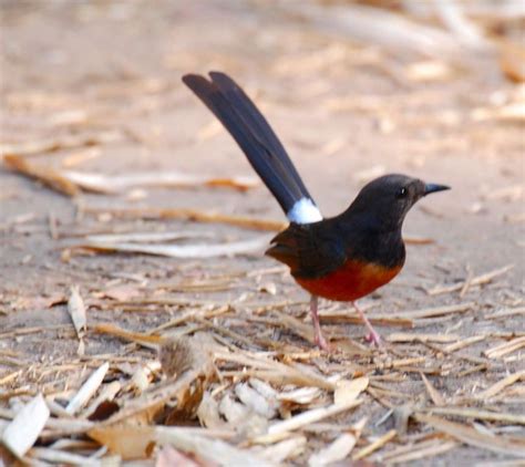 Ciri Ciri Dan Gambar Burung Murai Batu Medan Yang Indah Mempesona