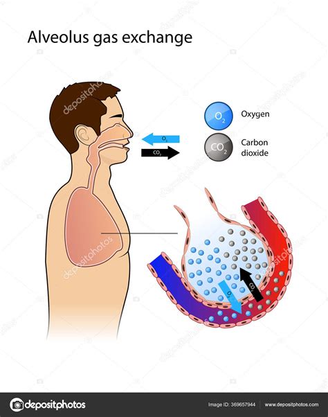 Alveolo Intercambio Gas Alv Olo Pulmonar Alv Olos Capilares Los