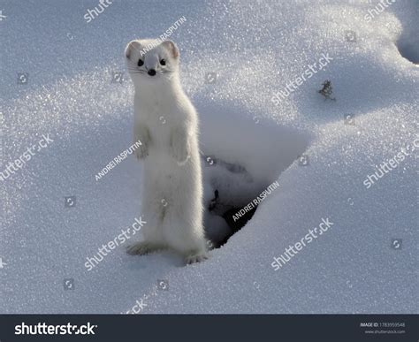 4,979 Ermine Images, Stock Photos & Vectors | Shutterstock