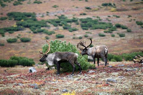 Reindeer The Herd Pasture - Free photo on Pixabay