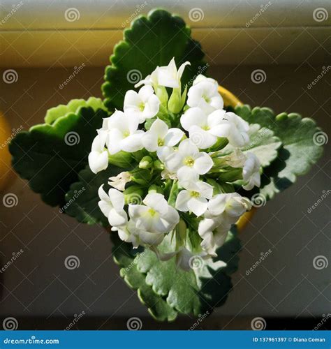 Beautiful White Flower Kalanchoe Calandiva Stock Image Image Of