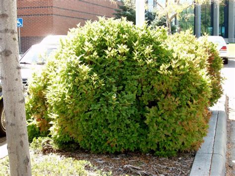 Viburnum American Cranberry Bailey Compact