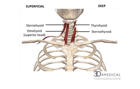 Anterior Mediastinum Anatomy