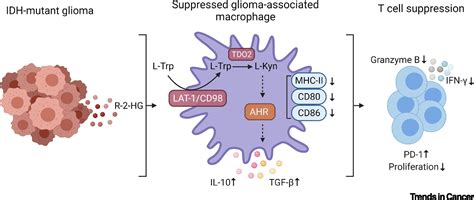 Idh Mutant Brain Tumors Hit The Achilles Heel Of Macrophages With R