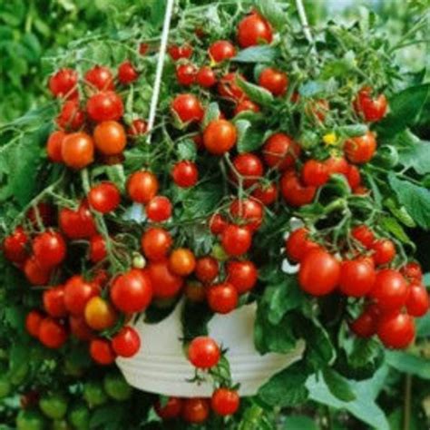 Tomate Cerise Red Robin Solanum Achat Sur Jardin Du Pic Vert