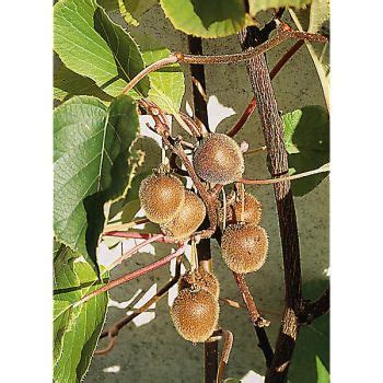 Kiwi Actinidia Deliciosa Femelle Hayward Graines Baumaux