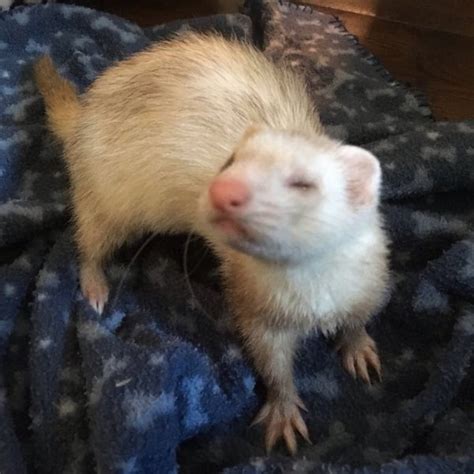 Lost Ferret Cream Ferret Called Honey Northampton Area