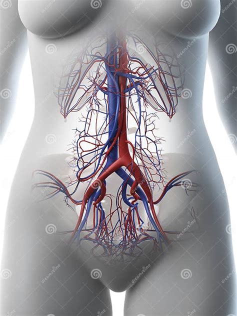 A Females Abdominal Vascular Anatomy Stock Illustration Illustration