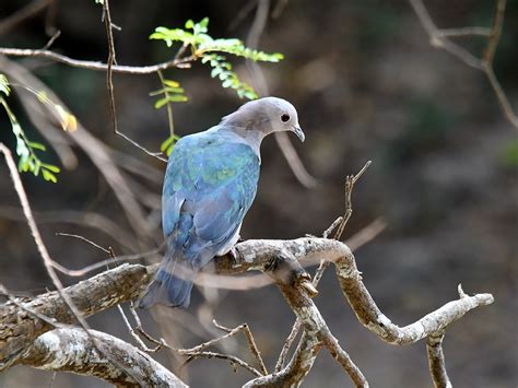 The Life Journey In Photography Green Imperial Pigeon Wilpattu