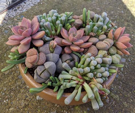 Newest Arrangement : succulents