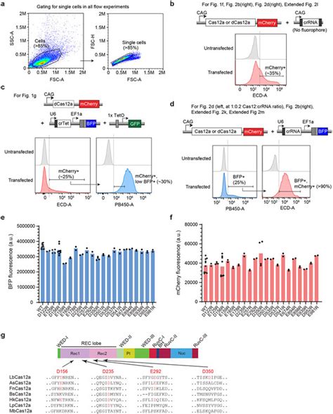 Multiplexed Genome Regulation In Vivo With Hyper Efficient Cas A