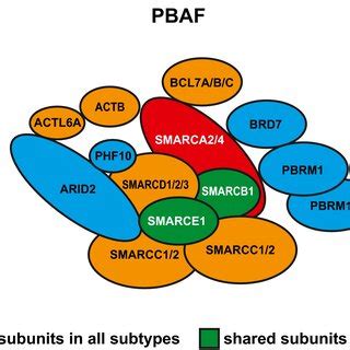 Subunits Of Three Major Subclasses Of The SWI SNF Complex BAF