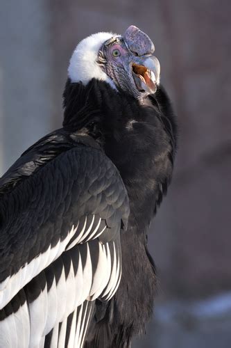 Andean Condor Facts, Range, Habitat, Adaptations, Pictures