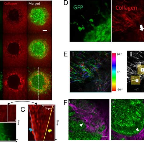 CT26 cell line spheroids characterization. (A) Radial profile of ...