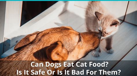 Will Dogs Eat Cats